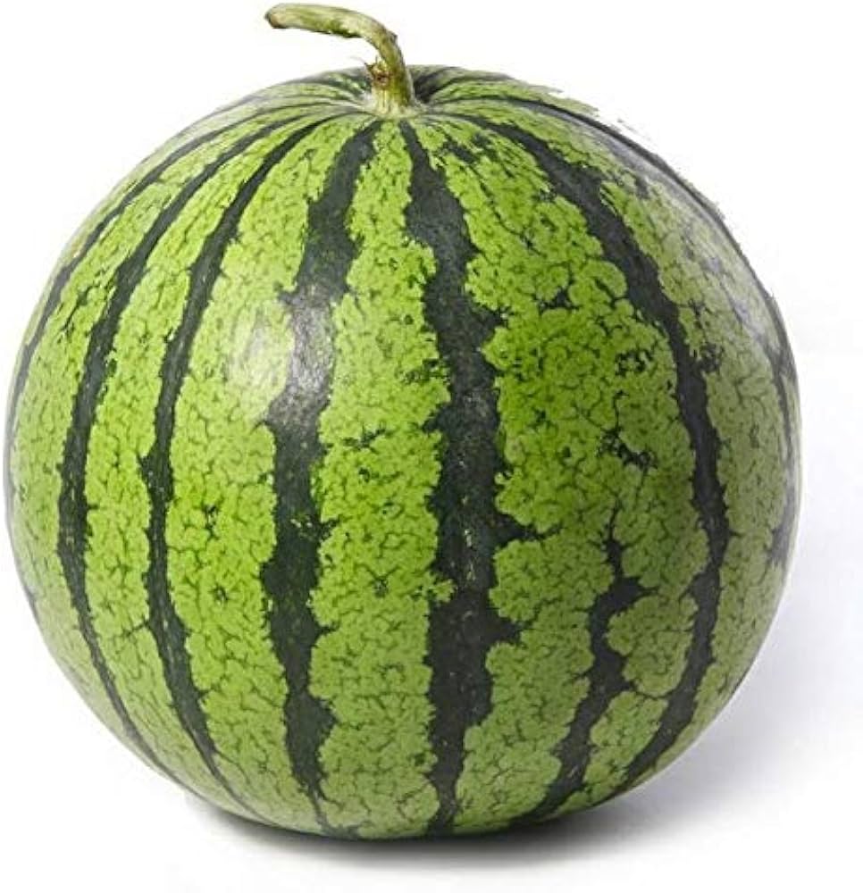 Green skin white watermelon plant grown from organic seeds with pale green rind and white flesh